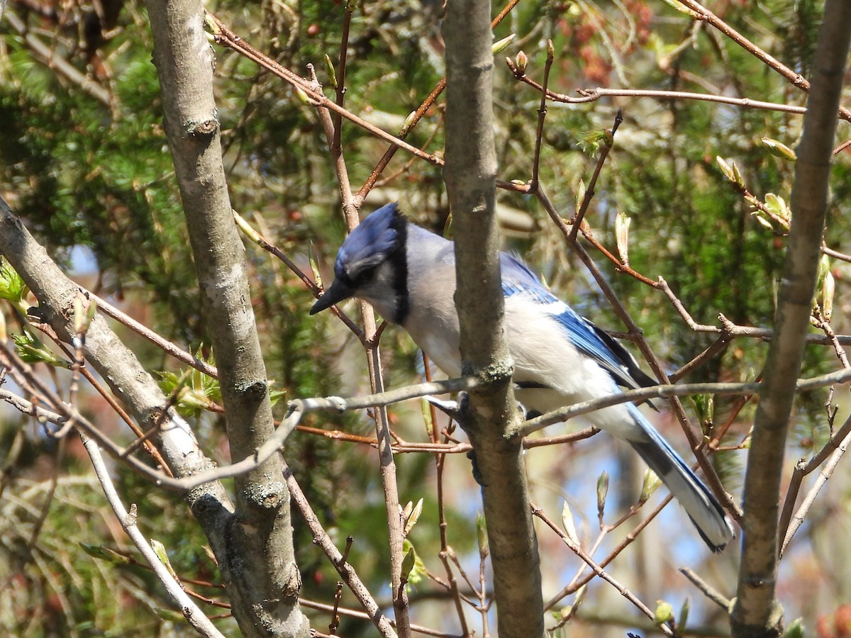 Blue Jay - ML635729219