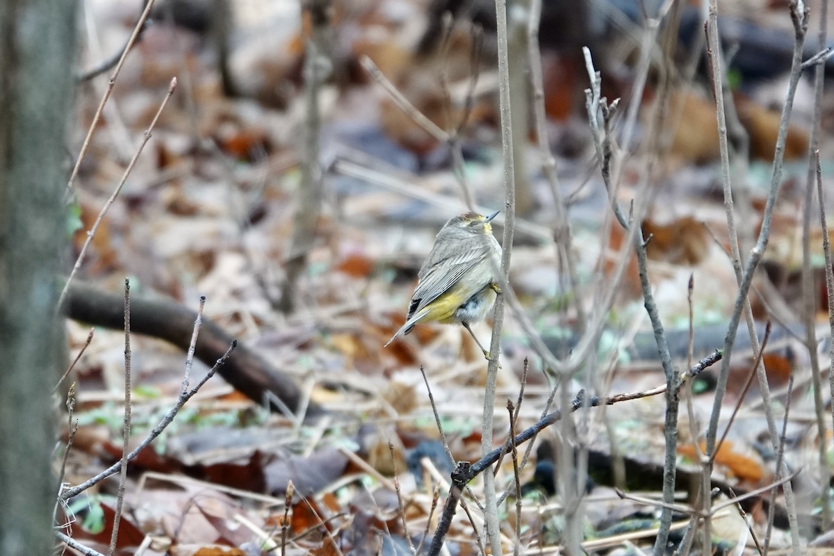 Palm Warbler - ML635729267