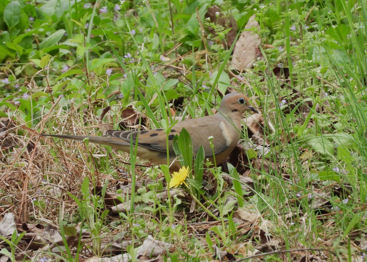 Mourning Dove - ML635729269