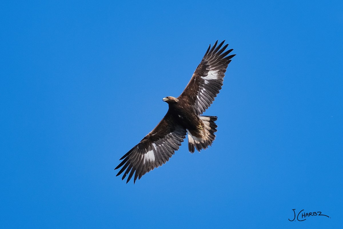 Golden Eagle - ML635729279