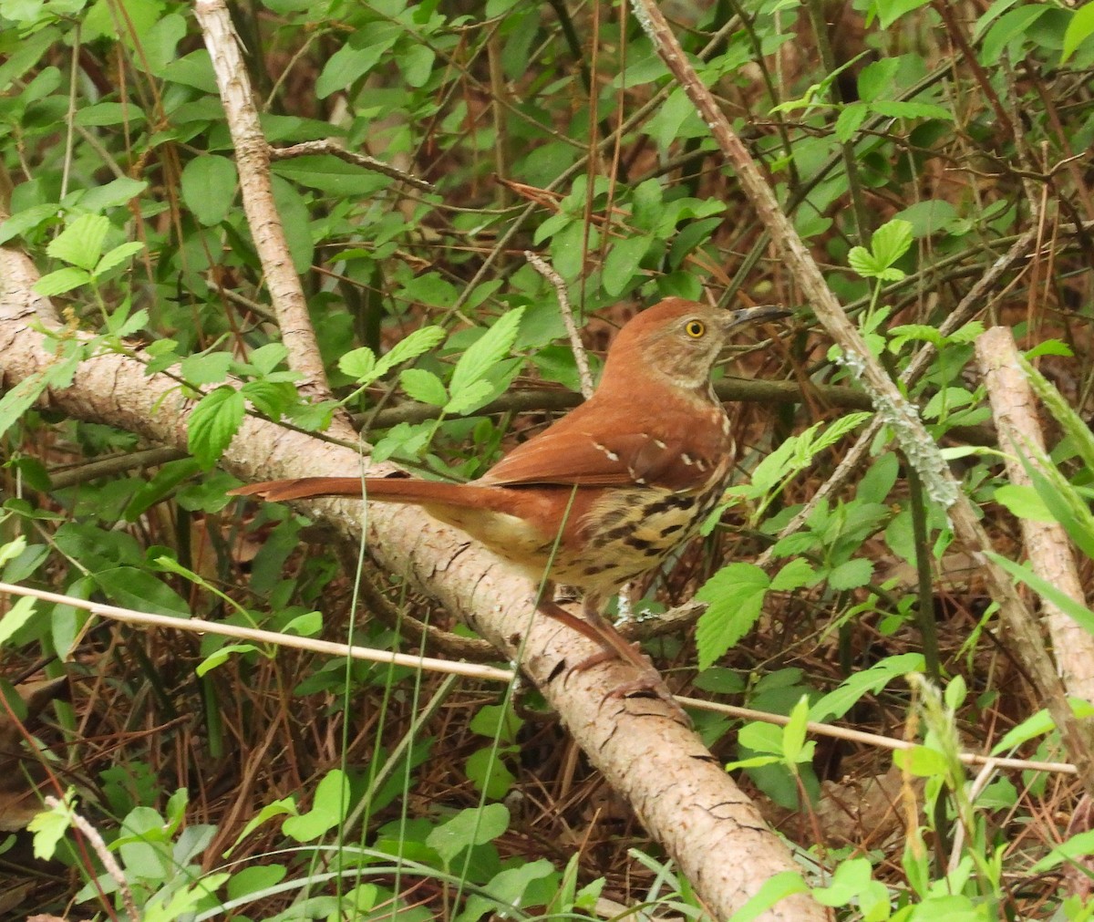 Brown Thrasher - ML635729283