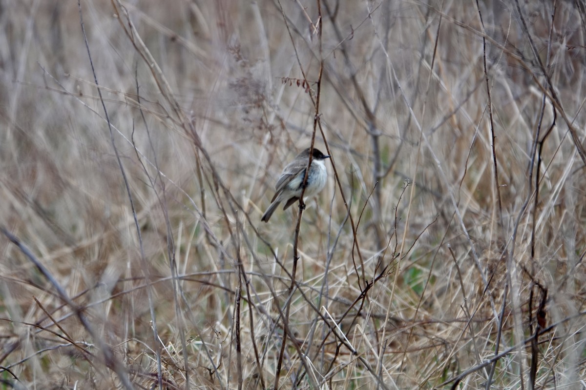 Eastern Phoebe - ML635729285