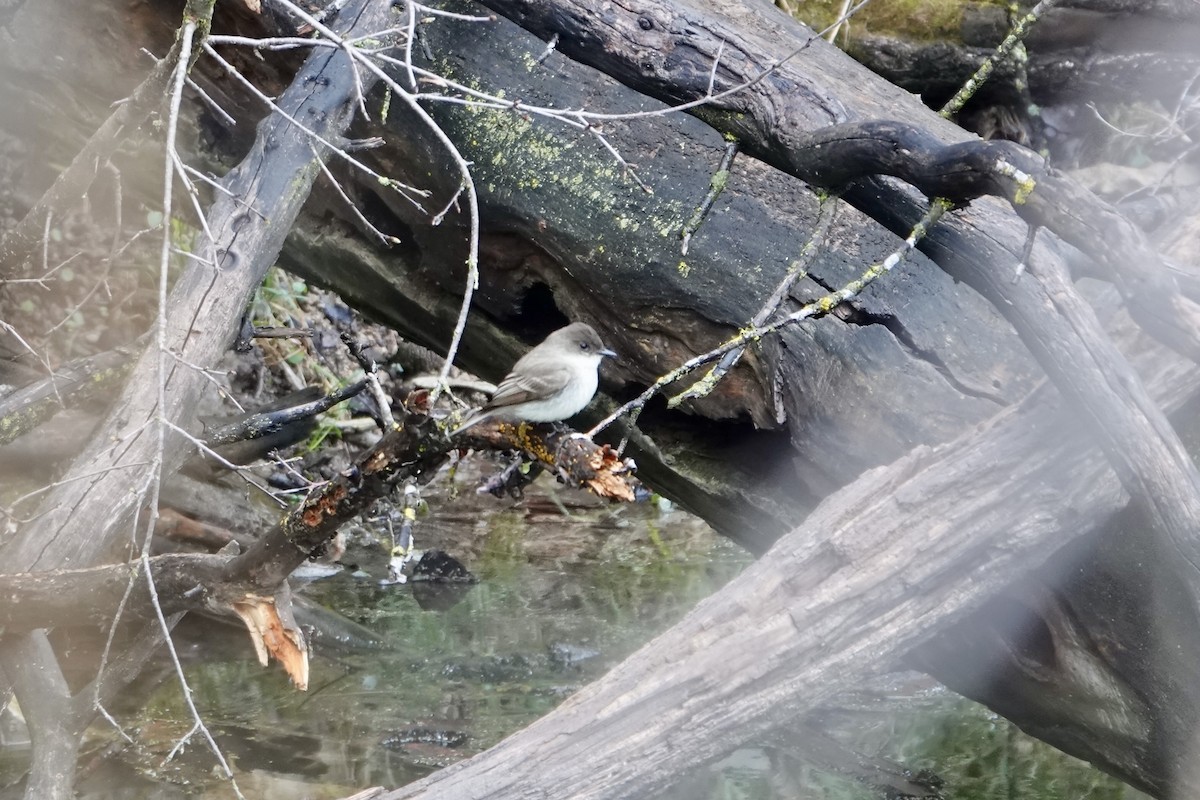 Eastern Phoebe - ML635729289
