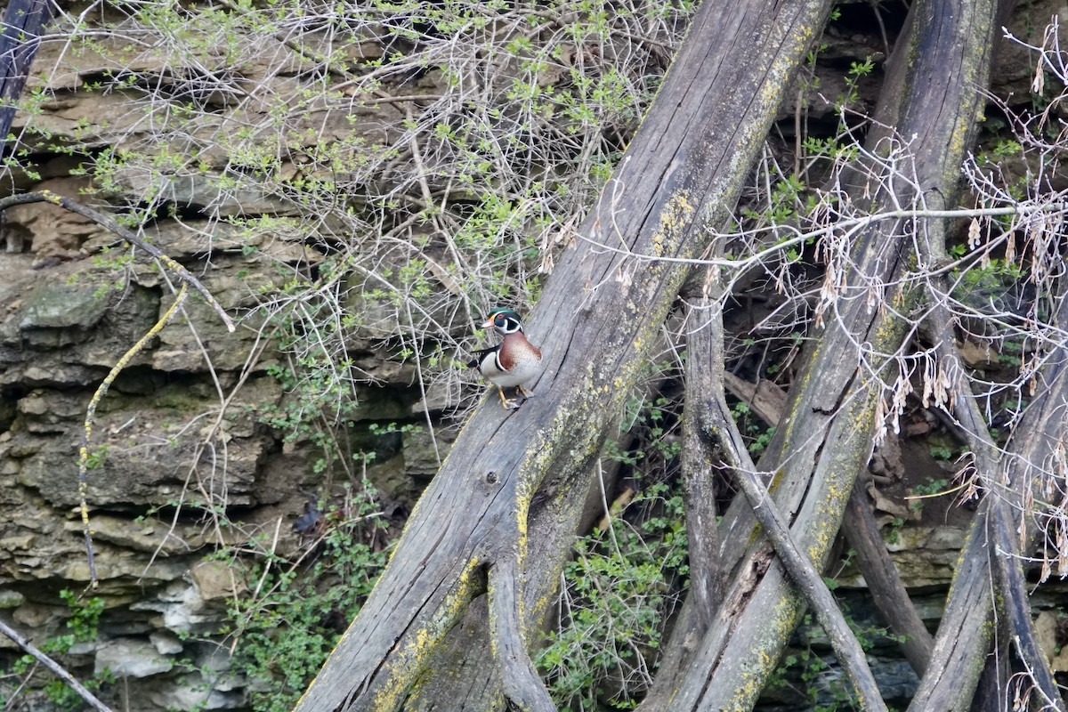 Wood Duck - ML635729299