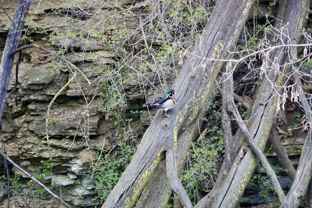Wood Duck - ML635729306