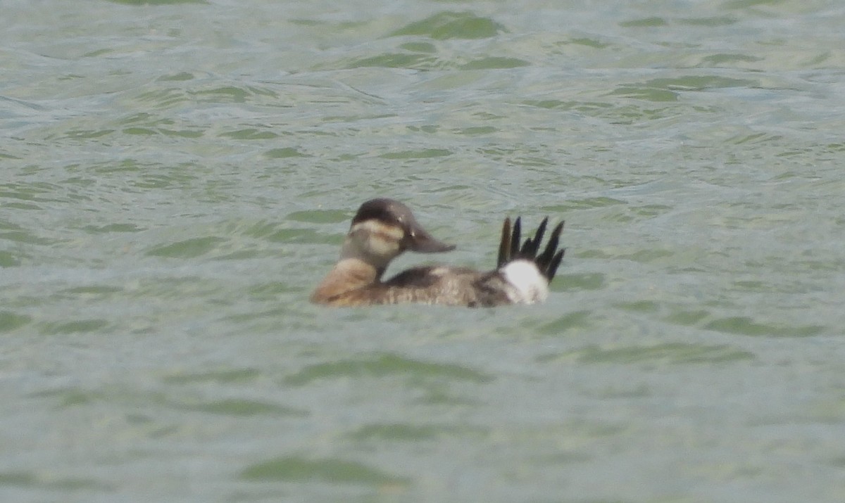 Ruddy Duck - ML635729307