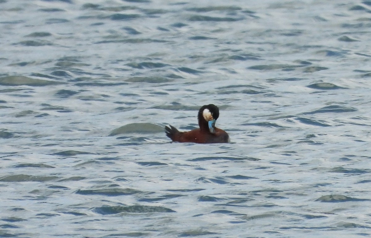 Ruddy Duck - ML635729308