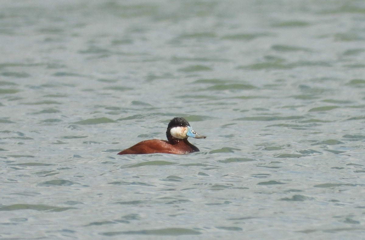 Ruddy Duck - ML635729309