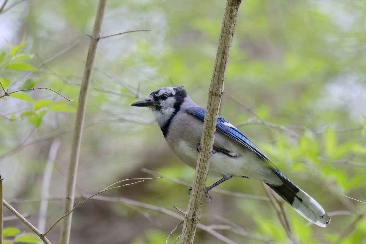 Blue Jay - ML635729310