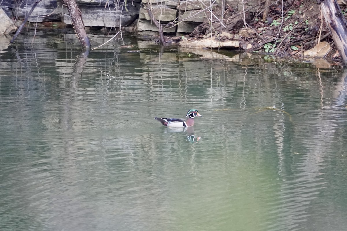 Wood Duck - ML635729315