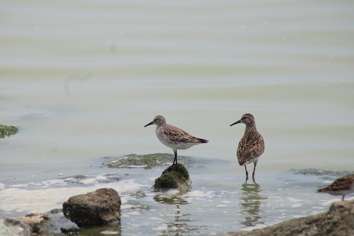 White-rumped Sandpiper - ML635729401