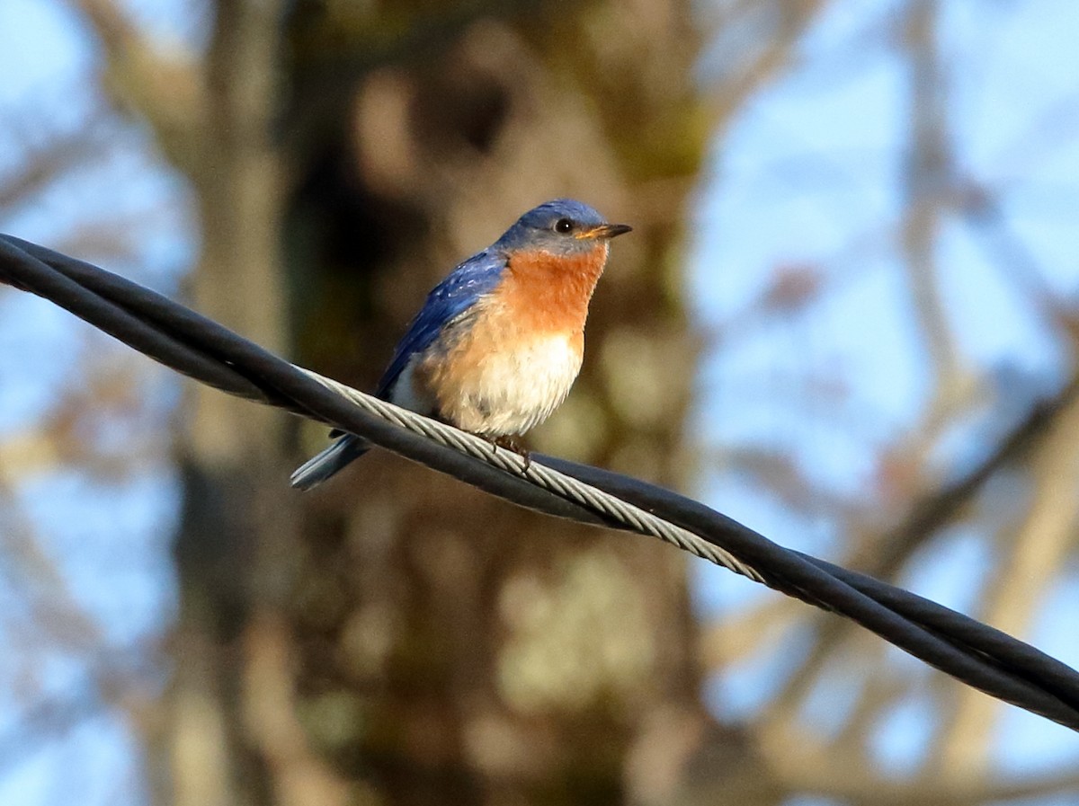 Eastern Bluebird - ML635729413