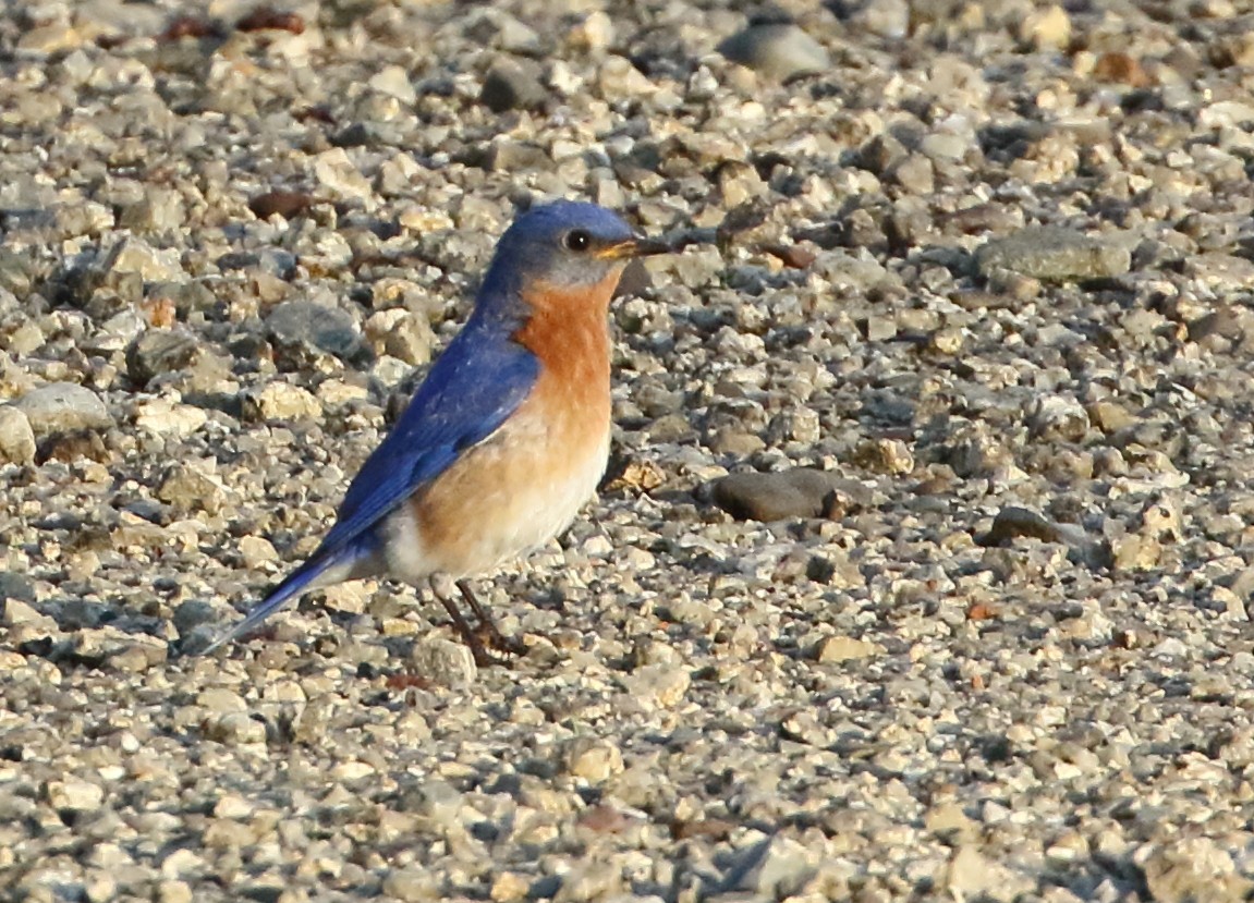 Eastern Bluebird - ML635729414