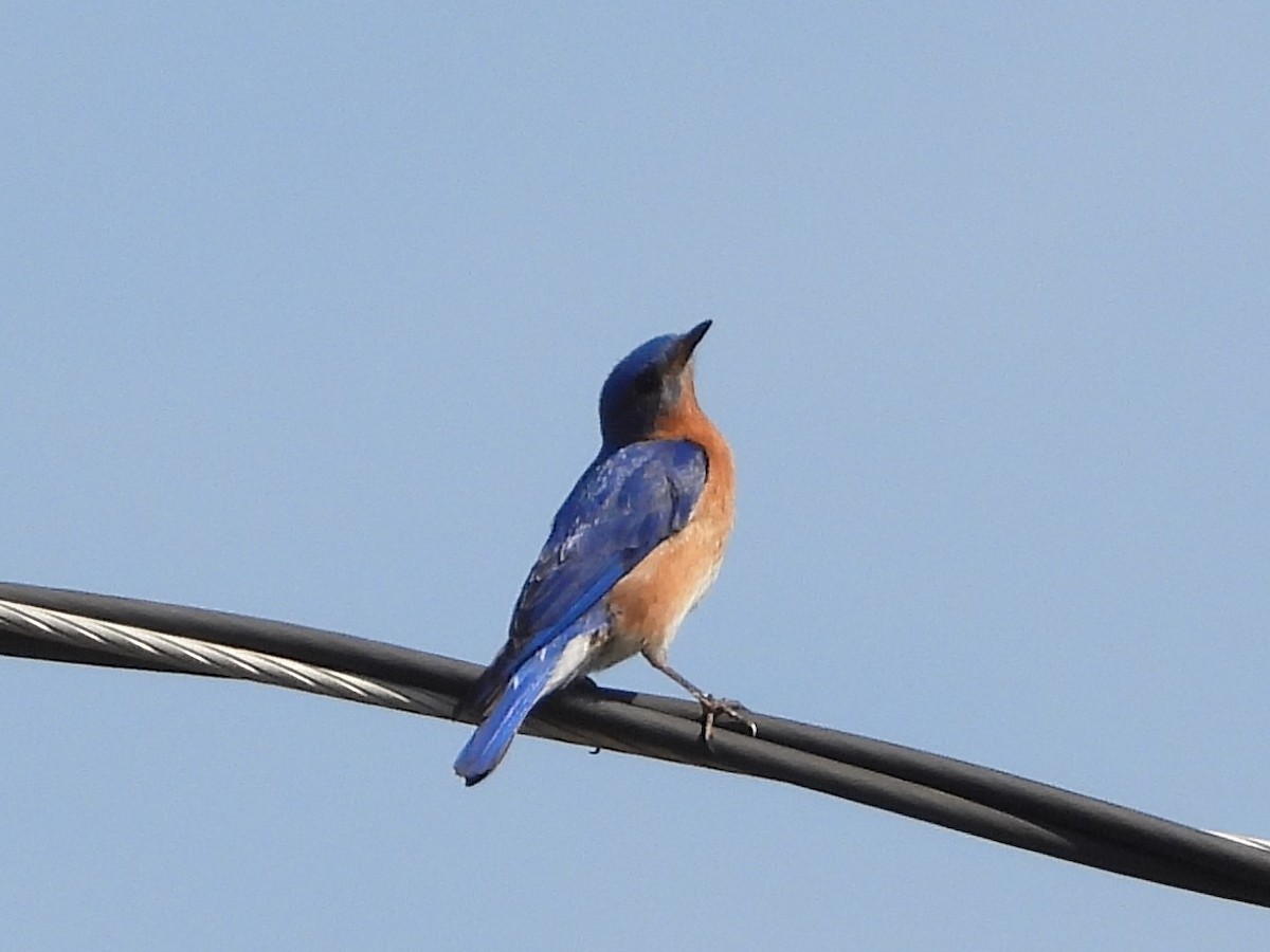 Eastern Bluebird - ML635729420