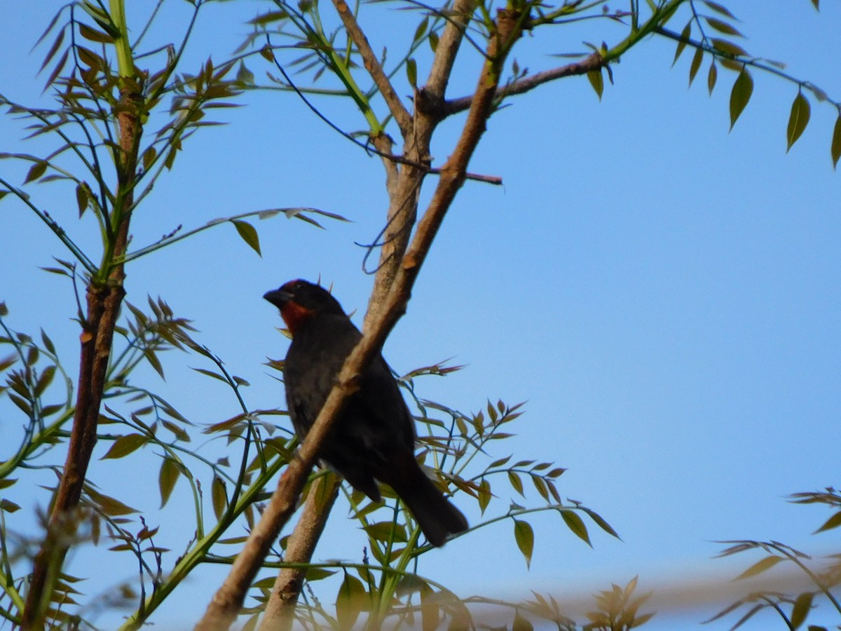 Lesser Antillean Bullfinch - ML635729428