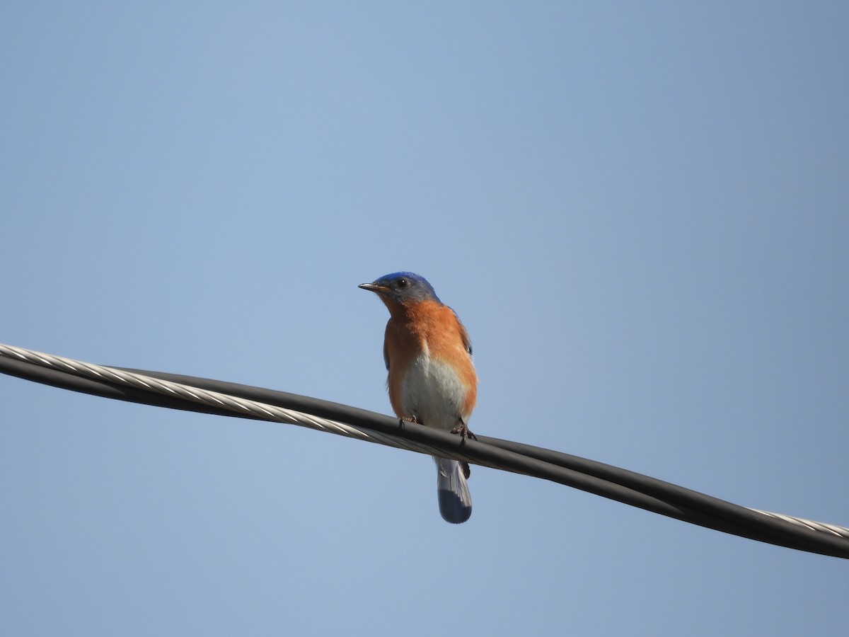 Eastern Bluebird - ML635729432