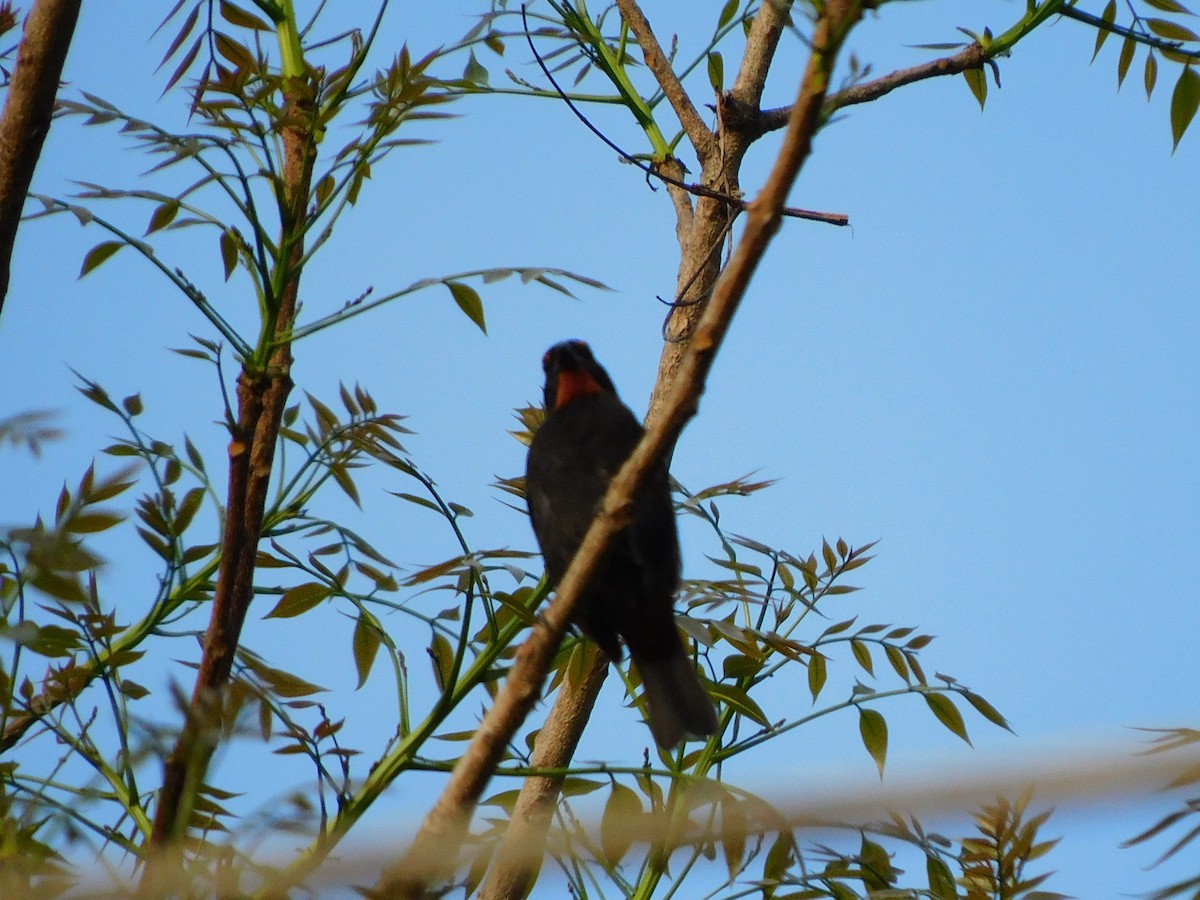 Lesser Antillean Bullfinch - ML635729443