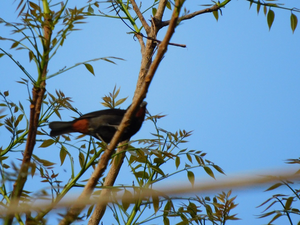 Lesser Antillean Bullfinch - ML635729470
