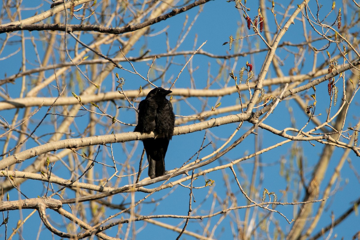 crow sp. - ML635729482