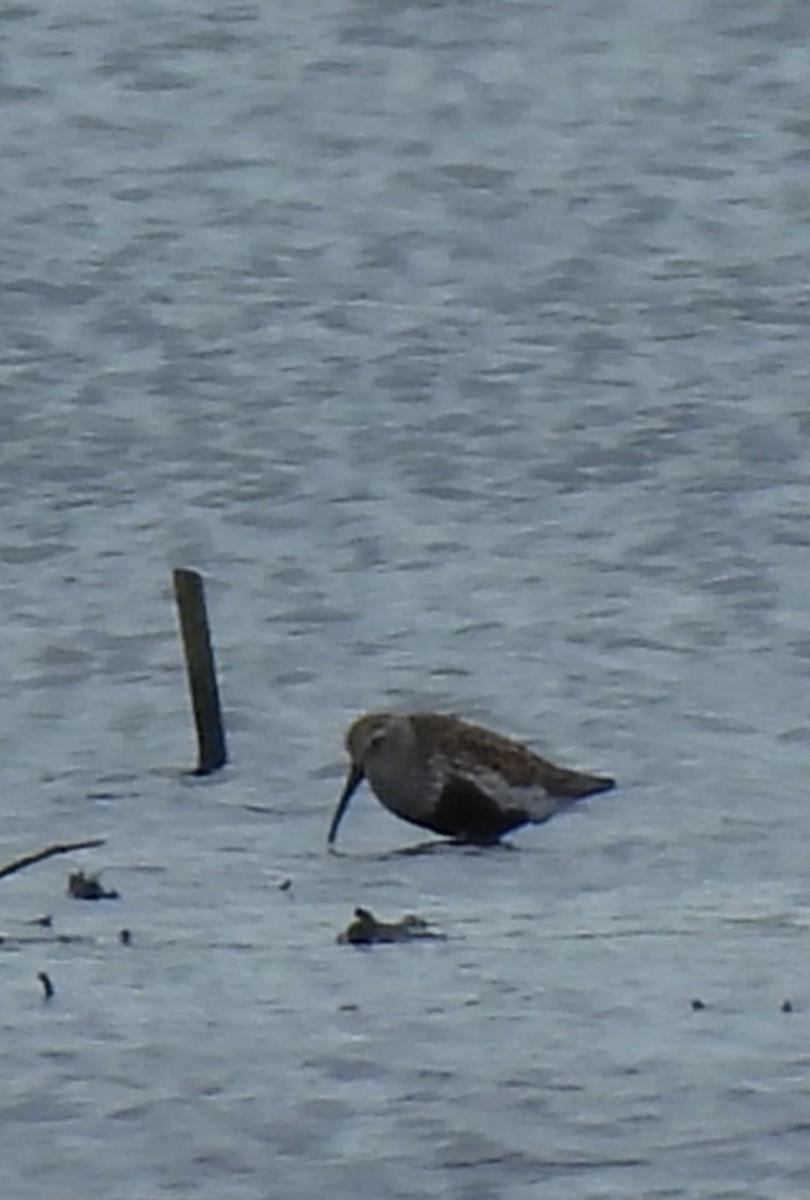 jespák obecný - ML635729507