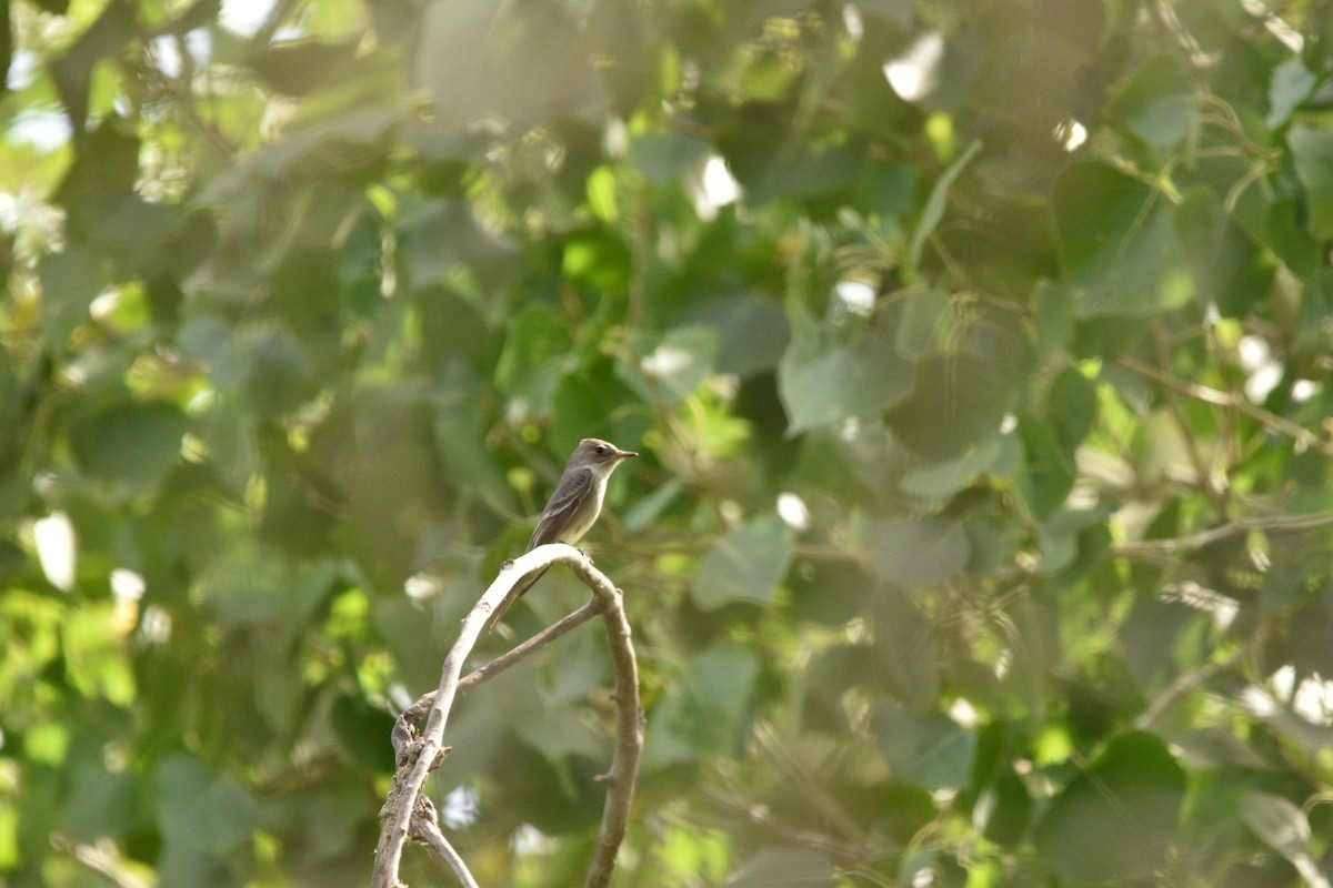 Western Wood-Pewee - ML635729534
