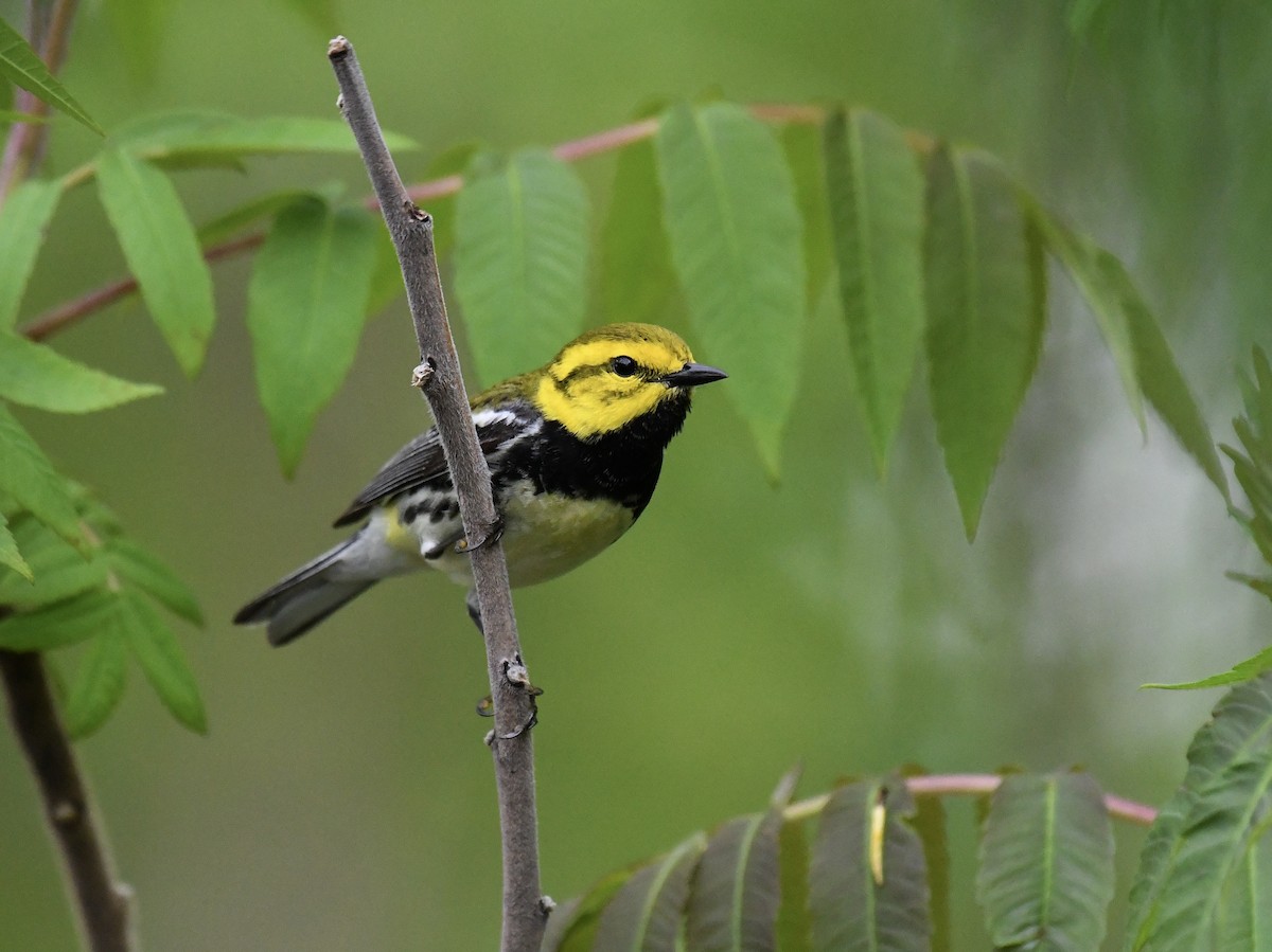 Black-throated Green Warbler - ML635729558