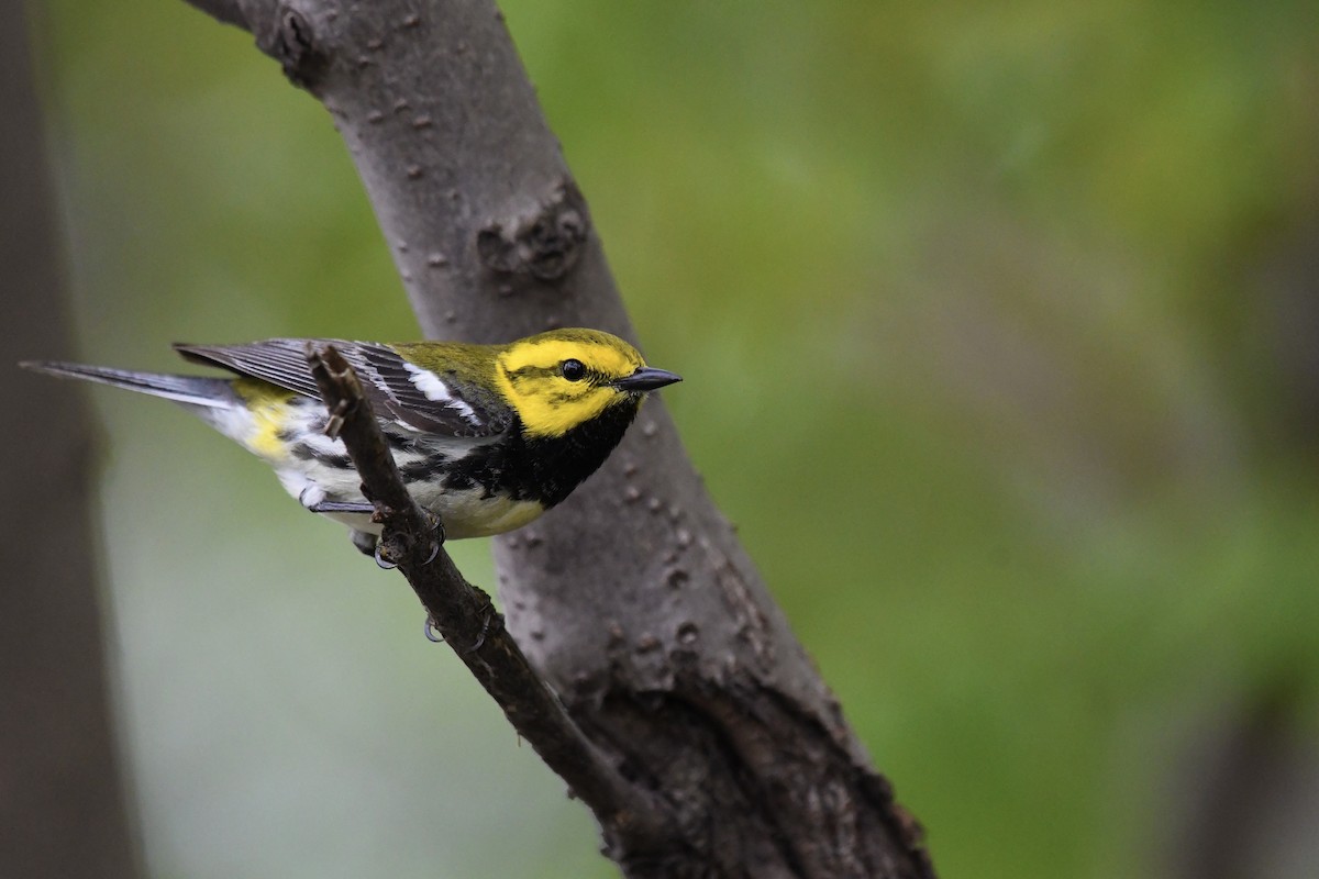 Black-throated Green Warbler - ML635729559