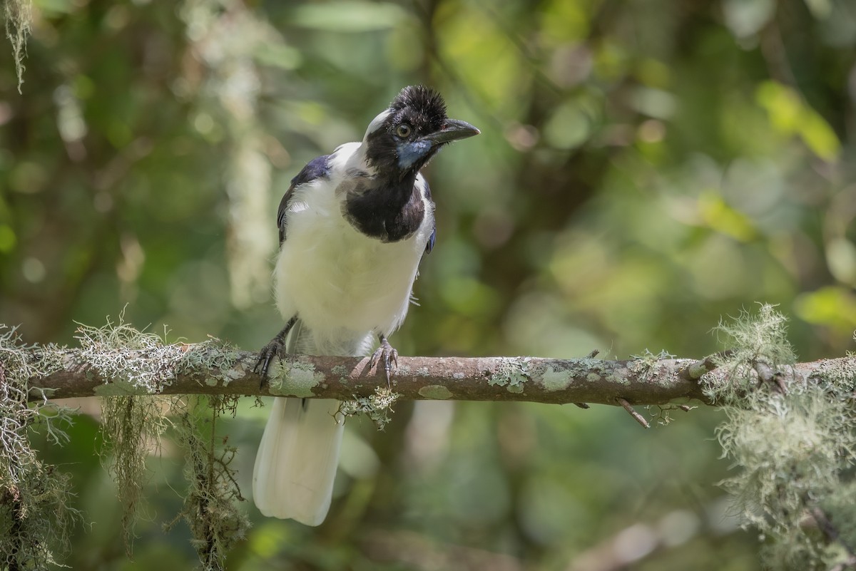 Tufted Jay - ML635729568