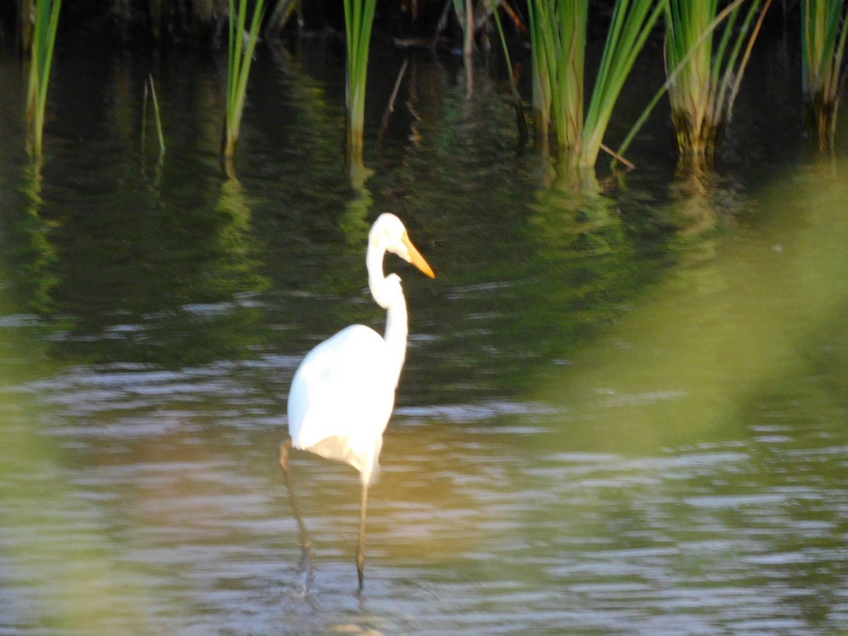 Great Egret - ML635729577