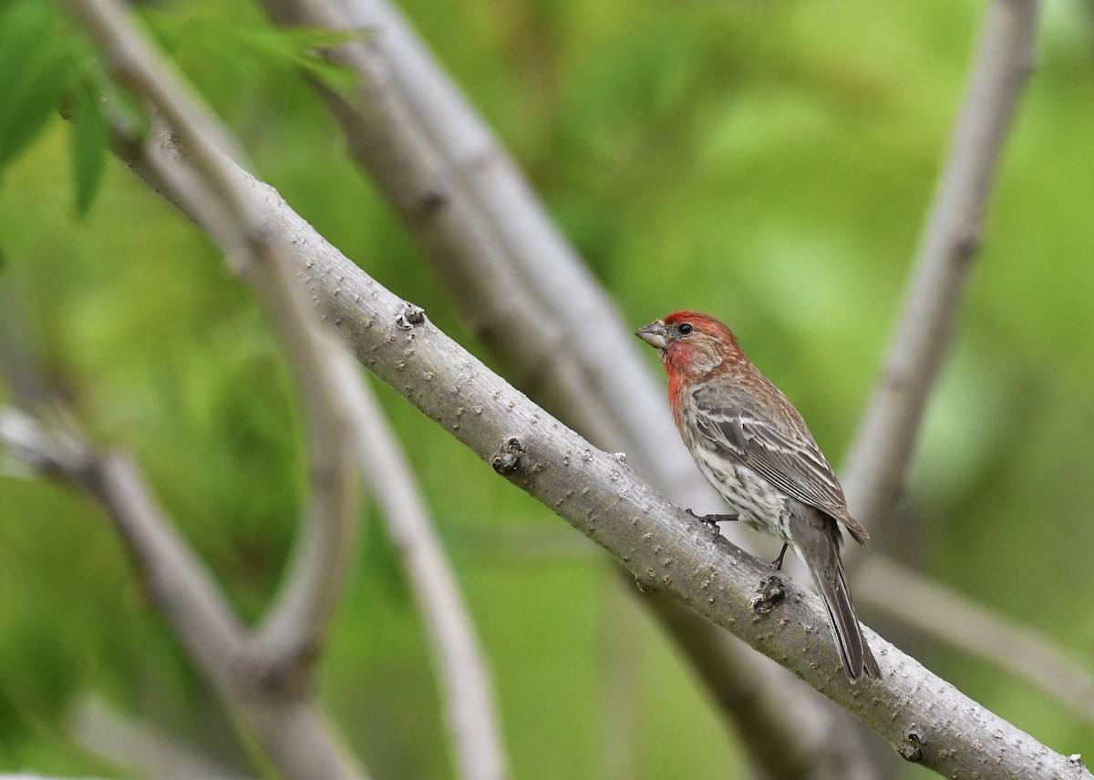 House Finch - ML635729590