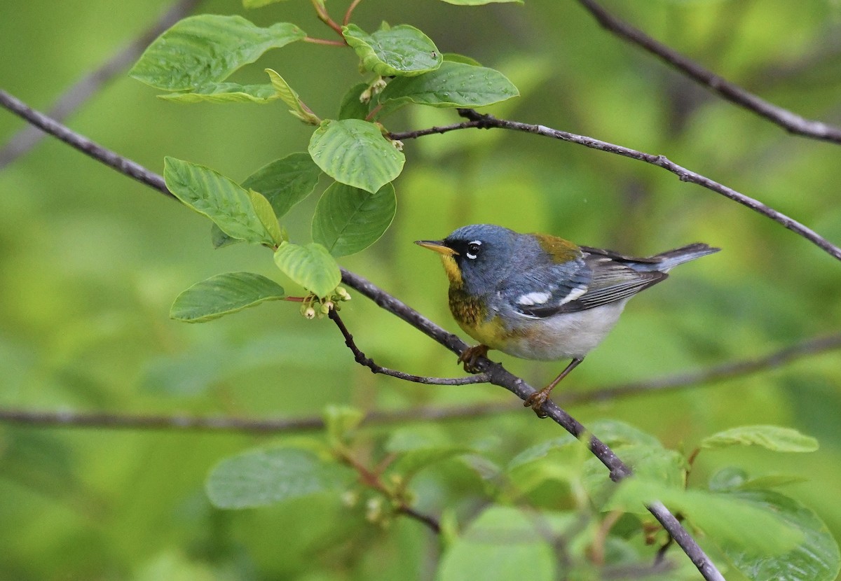 Northern Parula - ML635729598