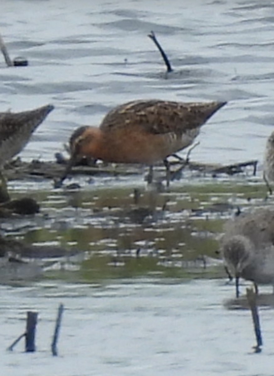 slukovec krátkozobý - ML635729602