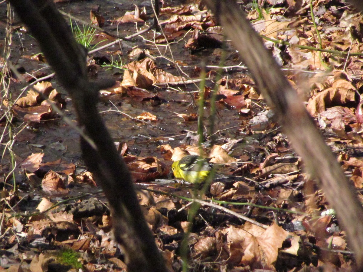Western Tanager - ML635729649
