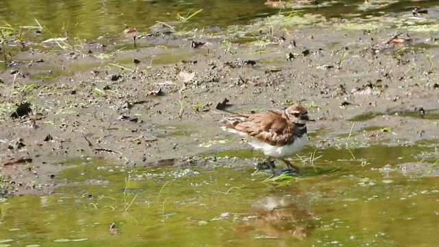 Killdeer - ML635729652