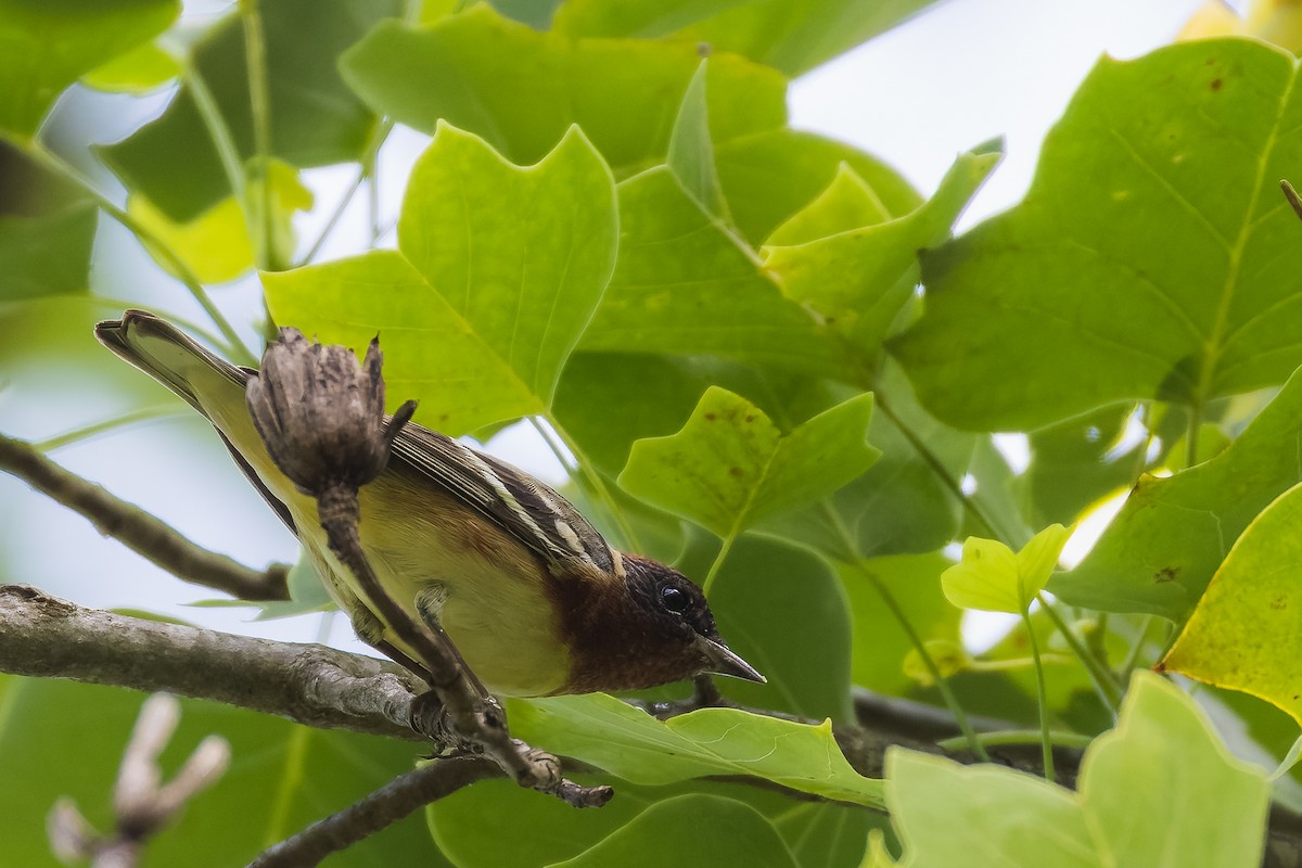 Bay-breasted Warbler - ML635729700