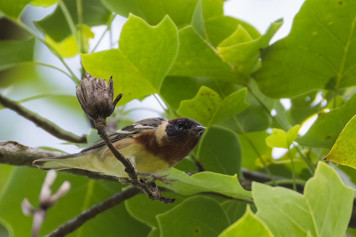 Bay-breasted Warbler - ML635729701