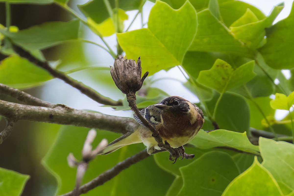 Bay-breasted Warbler - ML635729702