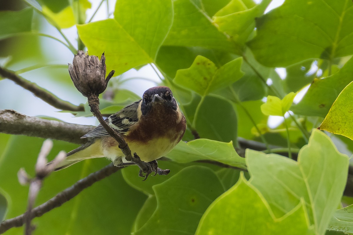 Bay-breasted Warbler - ML635729703