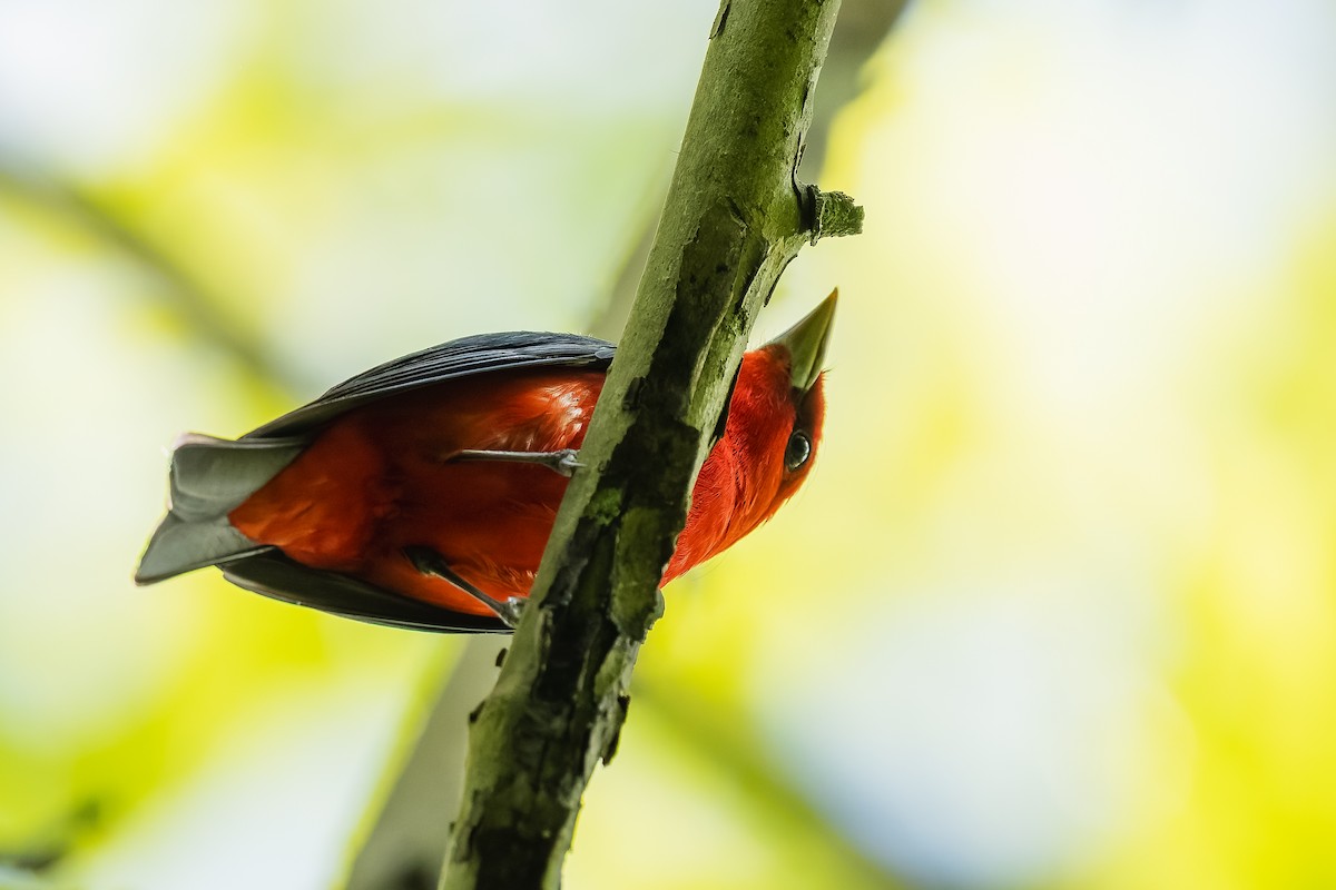 Scarlet Tanager - ML635729771