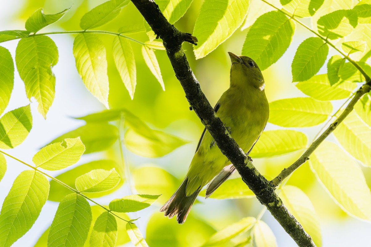 Scarlet Tanager - ML635729772