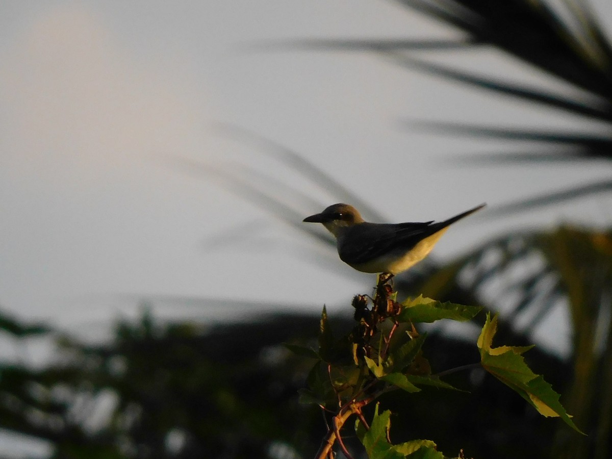 Gray Kingbird - ML635729782