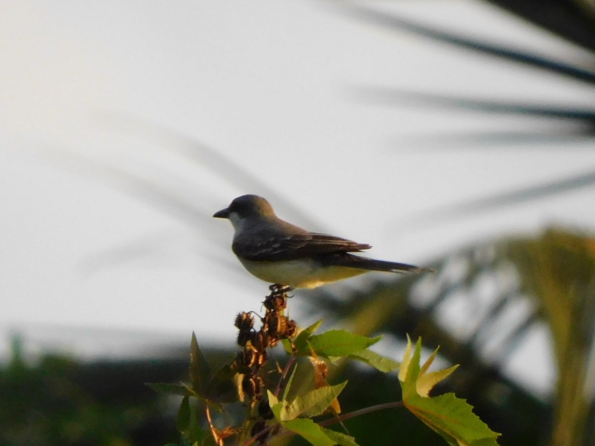 Gray Kingbird - ML635729816