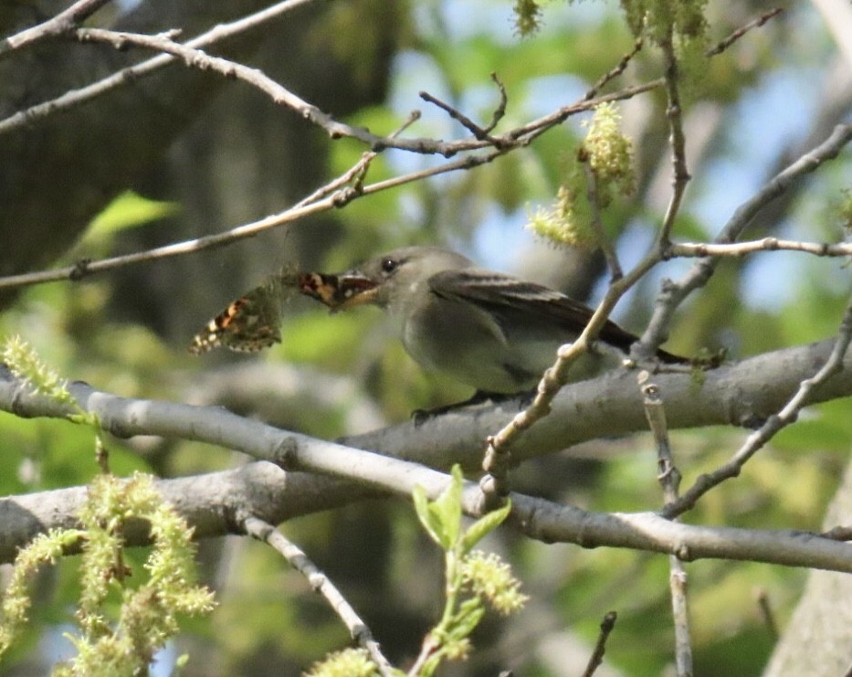 Eastern Wood-Pewee - ML635729828