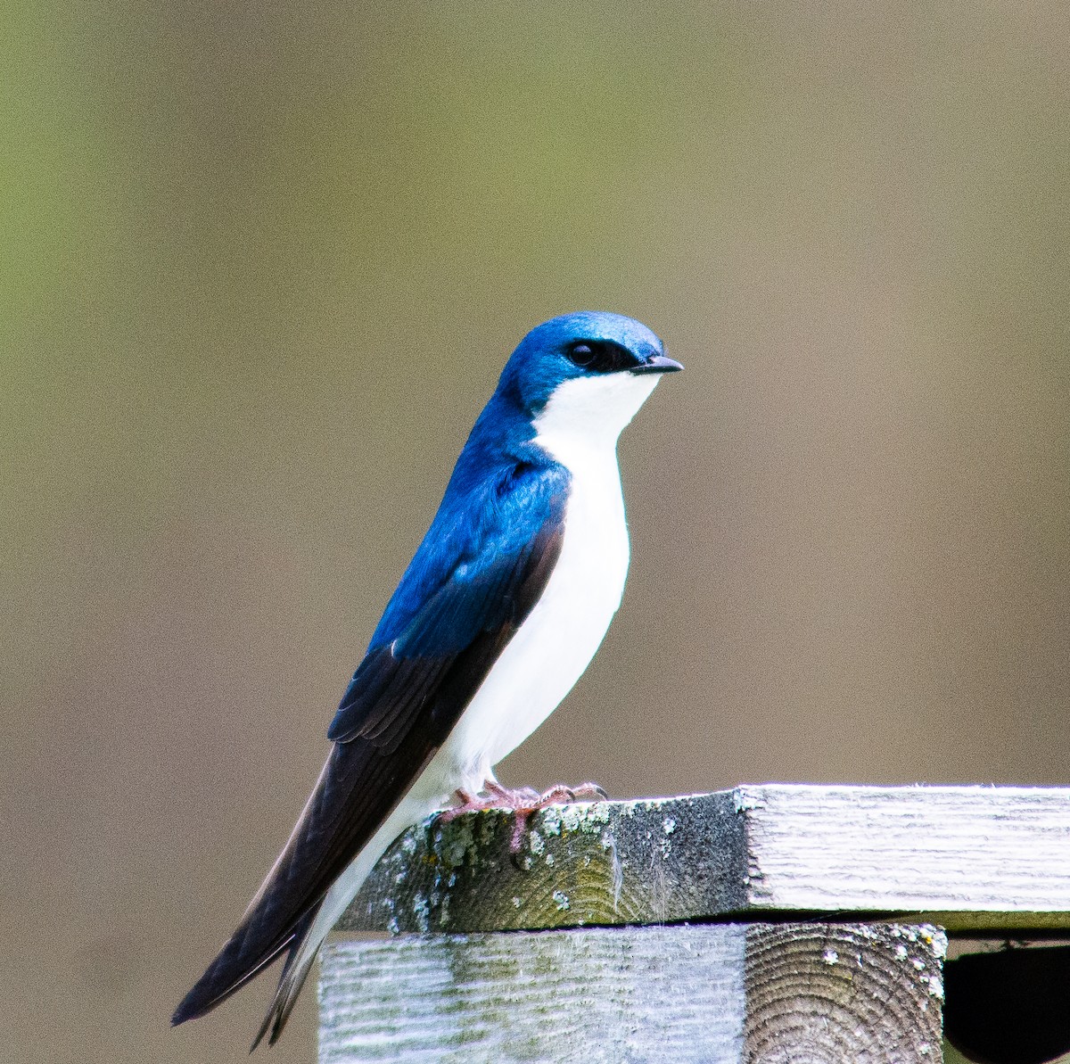 Tree Swallow - ML635729829