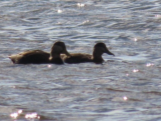 American Black Duck - ML635729830