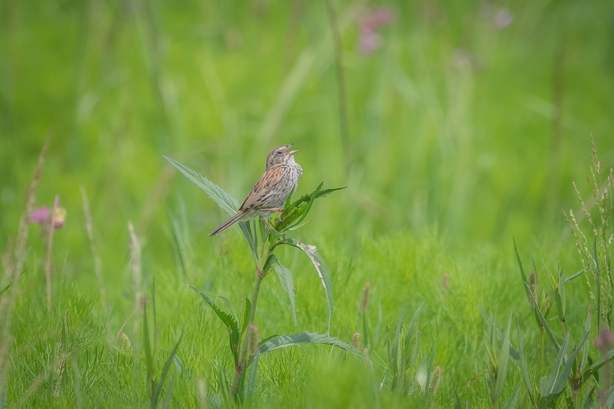 Sierra Madre Sparrow - ML635729831