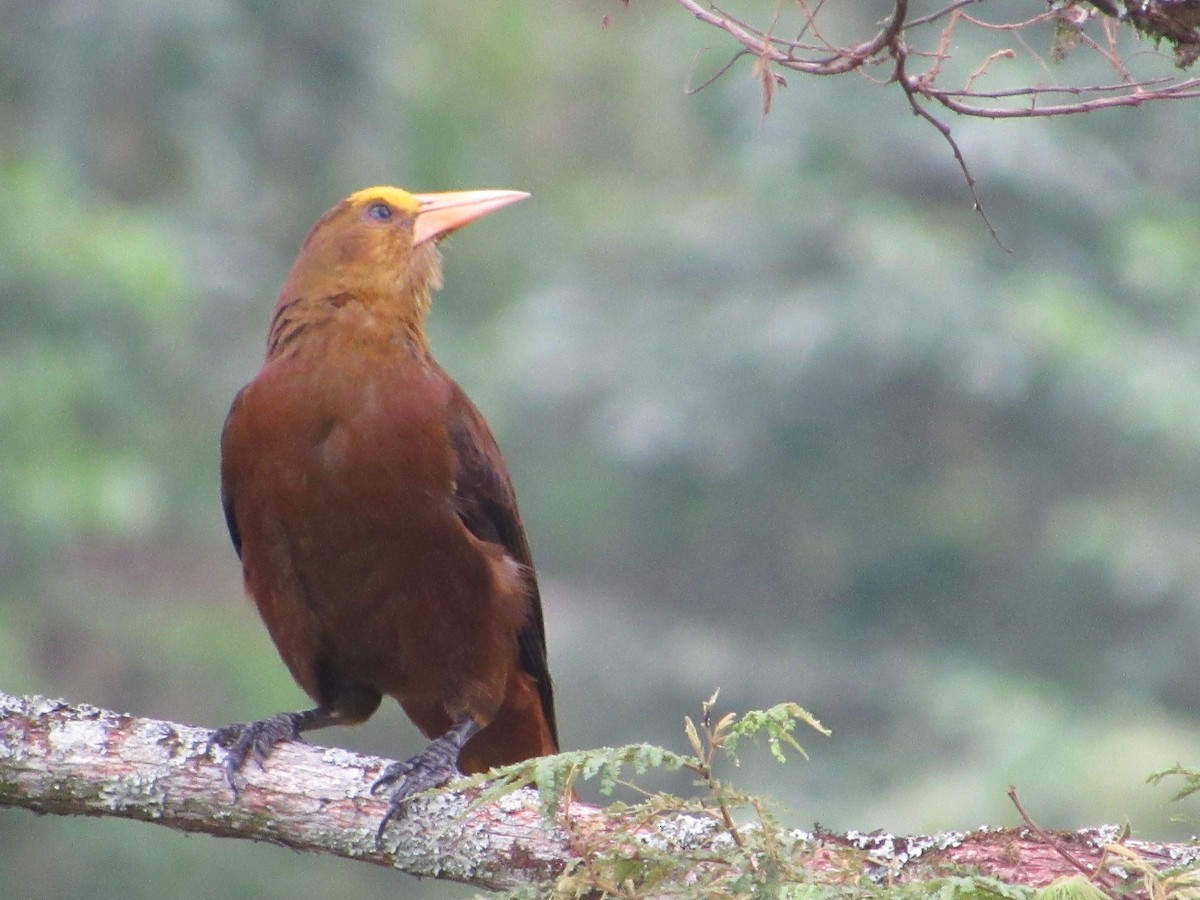 Olive Oropendola - ML635729835