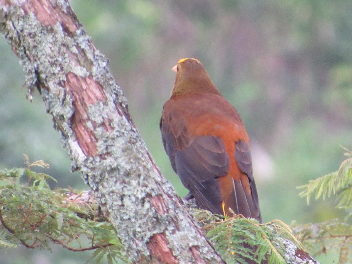 Olive Oropendola - ML635729837