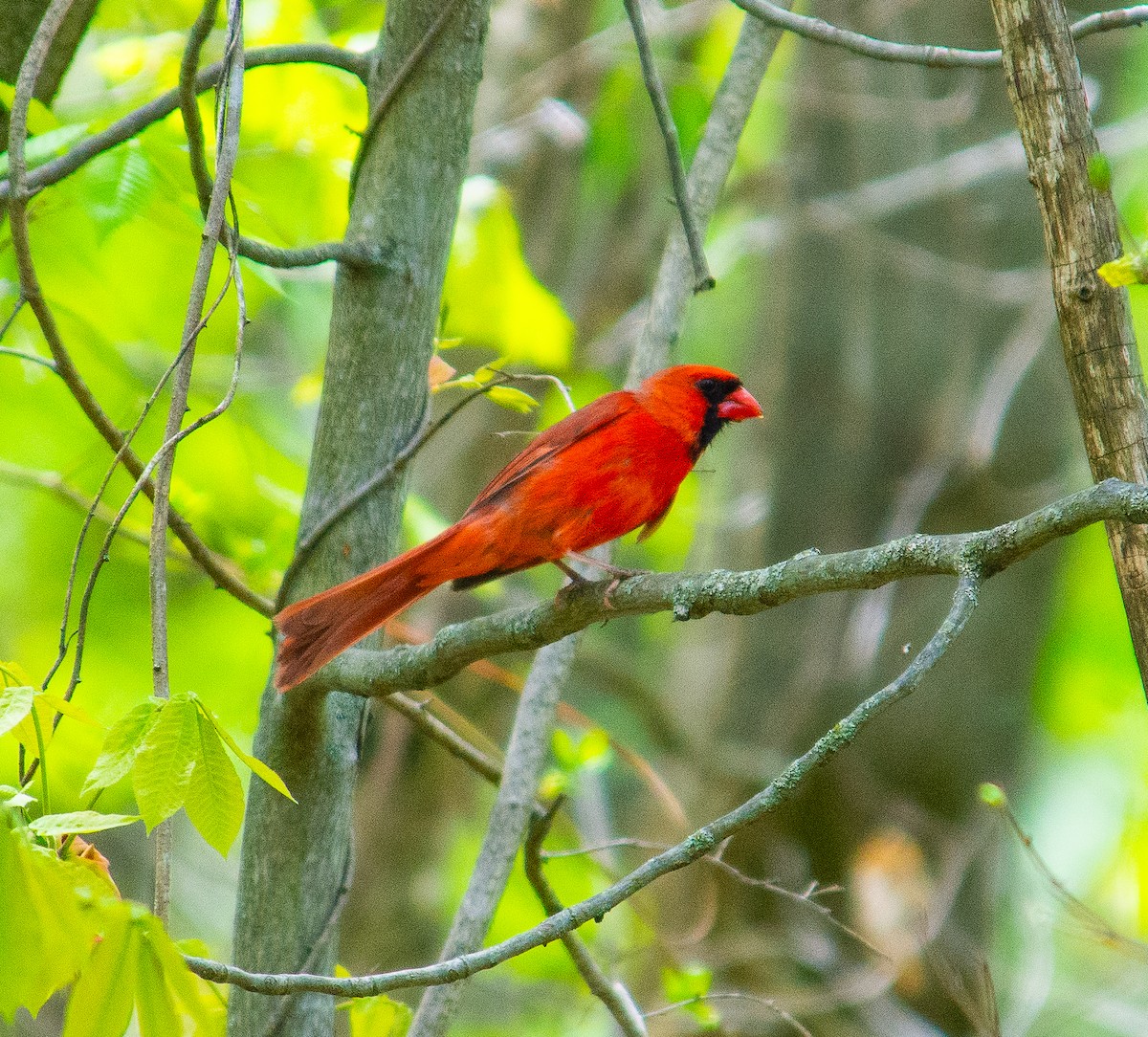 Northern Cardinal - ML635729845