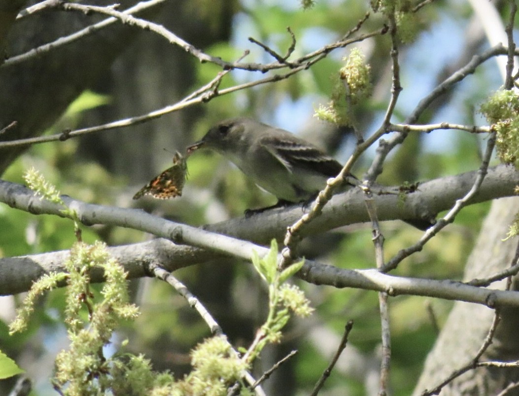 Eastern Wood-Pewee - ML635729862